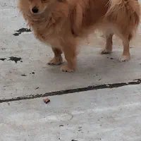 سگ پامر|سگ|ساوه, |دیوار