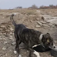 سگ گله افغانی 4 ساله|سگ|شاهرود, |دیوار