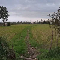 زمین ۱۸۰۰۰متری دربلوار لاکان کوچه ملکی|فروش زمین و ملک کلنگی|رشت, لاکان شهر|دیوار