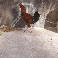 حیوان|حیوانات مزرعه|بم, |دیوار