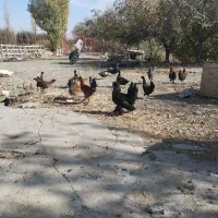 فروش مرغ محلی و تخم مرغ محلی و اردک و تخم اردک|حیوانات مزرعه|نقده, |دیوار