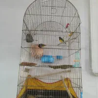 فنچ گلدین  (جفت)