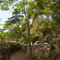 666مترکلنگی قابل سکونت888متربنا زیرقیمت زعفرانیه