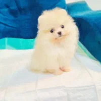 پامرانین خرسی/پودل/شیتزو/سگ فنجونی|سگ|اصفهان, پینارت|دیوار