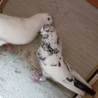 جفت کبوتر پرشی