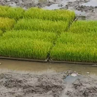 باکس نشا هاشمی اصلاح شده درجه یک