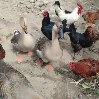 قو غاز اوکراینی ماده اصل