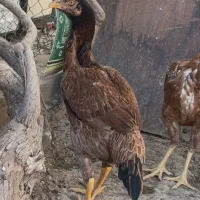 دو عدد|حراج|خوی, |دیوار