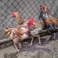 مرغ بالغ جوجه و نیمچه و خروس|حیوانات مزرعه|زاهدان, |دیوار