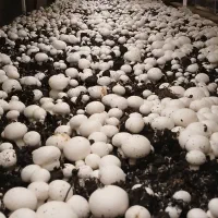 قارچ دکمه‌ای شورقلعه