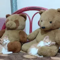 دو قلاده گربه نر سه ماهه