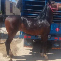 اسب نریون|اسب و تجهیزات اسبسواری|طسوج, |دیوار