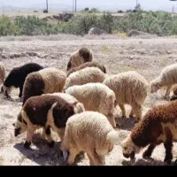 بره سبک شیری
