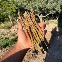 اغاز پیش فروش پیوندک( ترکه ) رقم لب ماتیکی