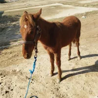 کره اسب نریان|اسب و تجهیزات اسب‌سواری|بوشهر, |دیوار