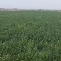 اجاره-زمین-کشاورزی