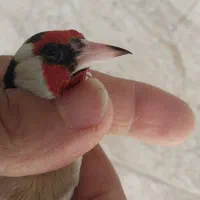 سهرهای گل بلندکرم رنگ (هفتکل)