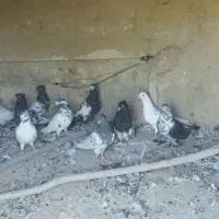 تعدادی کبوتر کله ای|پرنده|خنداب, |دیوار