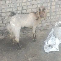 بز سالم سرحال