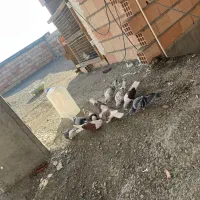 کفتر پشتار