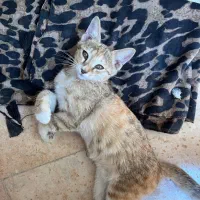 بچه گربه