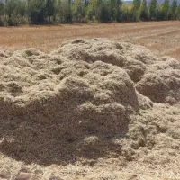 کاه لوبیا قرمز