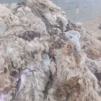 پشم گوسفند|رختخواب، بالش، پتو|بجنورد, |دیوار