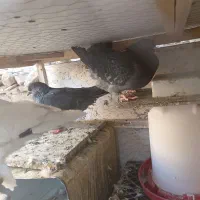 کفتر