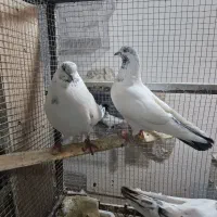 ۲ جفت کفتر ذات دار با جوجه هاش سو قدیم|پرنده|کاشان, زیدی|دیوار