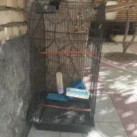 قفس