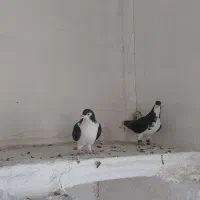 ساده|پرنده|تربتحیدریه, بالا ولایت|دیوار