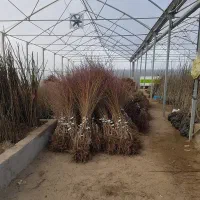 نهال بادام تونو