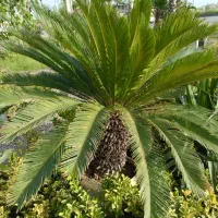 فروش سیکاس
