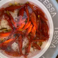 ماهی عید|ماهی|اسفراین, |دیوار