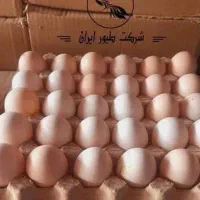 تخم مرغ نطفه دار محلی