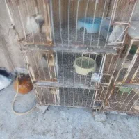 قفس کبوتر  و پرنده