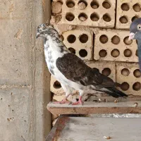 کفتر.تهرونی.زینتی.فاشهای|پرنده|خمینیشهر, |دیوار