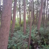 فروش چوب صنوبر