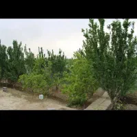 باغچه-باغ-خوشنام-قلعه-فرامرز-ملارد