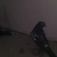 کفتر|پرنده|فولادشهر, C1|دیوار