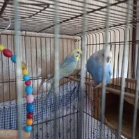 مرغ عشق|پرنده|رشت, آب و برق|دیوار