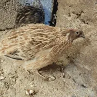 بلدرچین بالغ