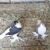 پلاس لاهوری آبی و مشکی