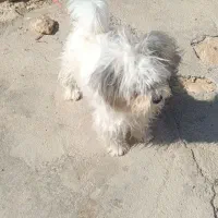 سگ شناسنامه دار