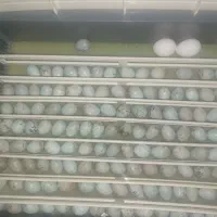 دستگاه جوجه کشی آرکام  کره