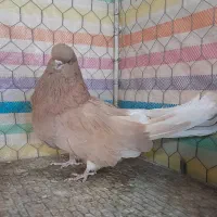 سرور|پرنده|زنجان, |دیوار
