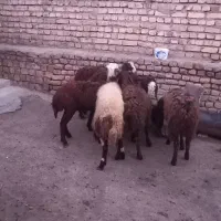 شیش عدد بره ماده نژاد شال وافشار پلنگی