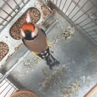 سهره رسمی زنجانی سهره کش