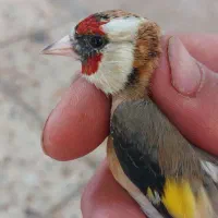 ماده سهره سرحنایی وابلق فوق عتیقه وکلکسیونی|پرنده|کرمان, |دیوار