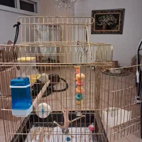 قفس پرنده در حد نو با لوازم